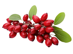 Berberine