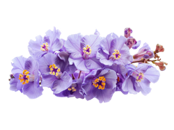 Banaba Leaf